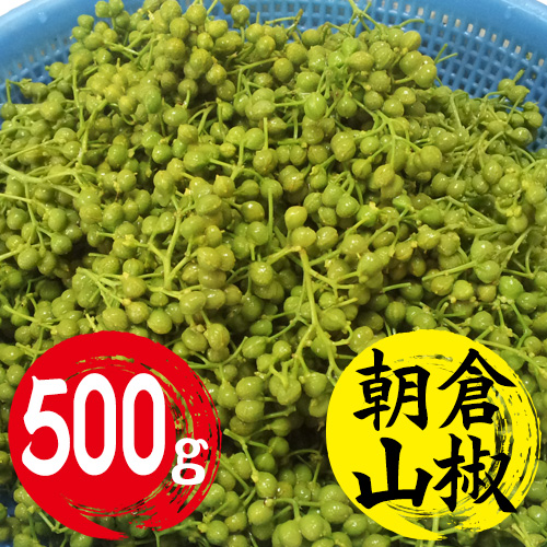 【送料無料】養父市特産 朝倉山椒 約500g 【5月中旬以降のお届け予定】
