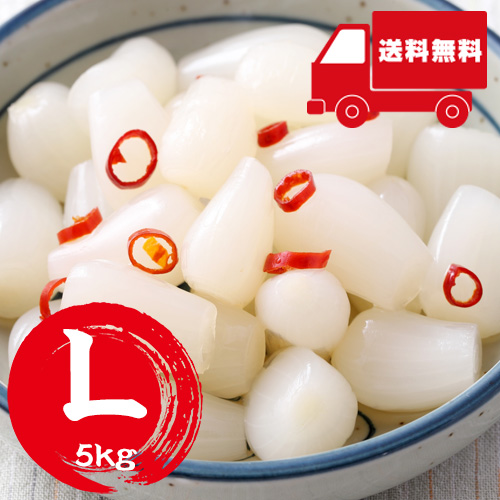【送料無料】 鳥取産 洗いらっきょう Ｌ 5kg（5月下旬以降のお届け）