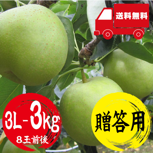 【送料無料】 鳥取産 二十世紀梨 3L 3kg 8玉前後 贈答用 8月下旬以降のお届け予定