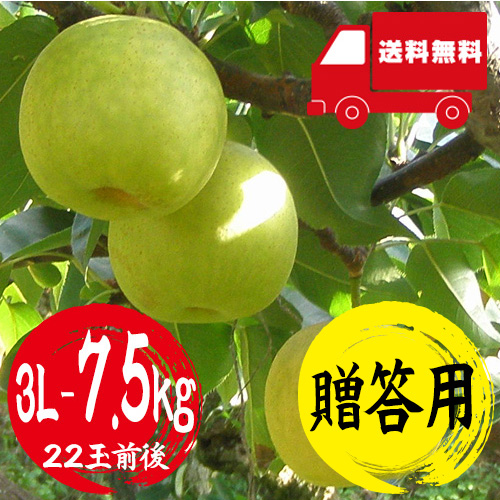 【送料無料】 鳥取産 二十世紀梨 3L 7.5kg 22玉前後 贈答用 8月下旬以降のお届け予定