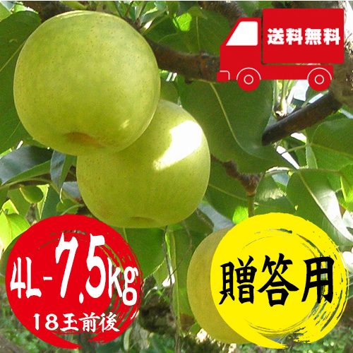 【送料無料】 鳥取産 二十世紀梨 4L 7.5kg 18玉前後 贈答用 8月下旬以降のお届け予定