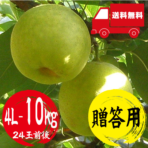 【送料無料】 鳥取産 二十世紀梨 4L 10kg 24玉前後 贈答用 8月下旬以降のお届け予定