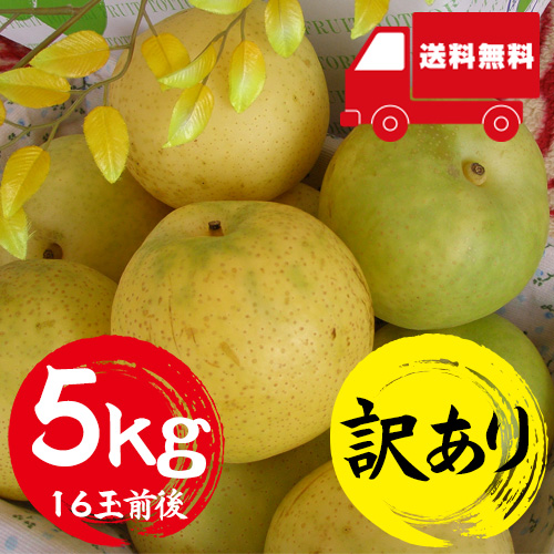 【送料無料】 鳥取産 二十世紀梨 5kg 16玉前後 訳あり 9月上旬以降のお届け予定