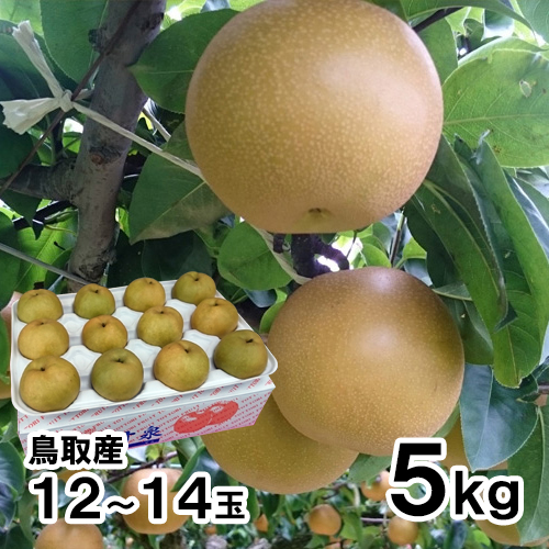 【送料無料】 鳥取産 新甘泉 ３L～4L 5kg 12～14玉前後 贈答用 8月下旬以降のお届け予定