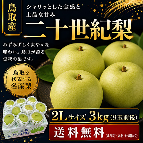 【送料無料】 鳥取産 二十世紀梨 2L 3kg 9玉前後 贈答用 8月下旬以降のお届け予定