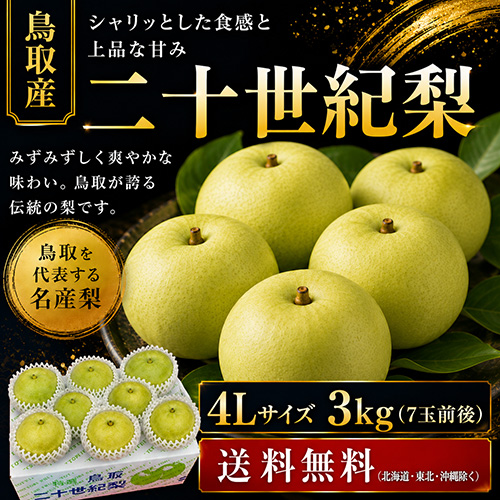 【送料無料】 鳥取産 二十世紀梨 4L 3kg 7玉前後 贈答用 8月下旬以降のお届け予定