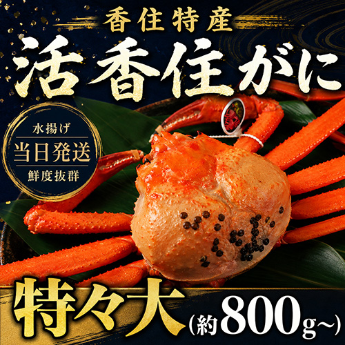 香住産 活香住がに 特々大 1匹 [お歳暮 母の日 敬老の日 ギフト]