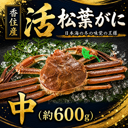 香住産 活松葉がに 中 1匹 約600g [お歳暮 ギフト]