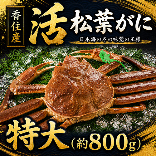 香住産 活松葉がに 特大 1匹 約800g [お歳暮 ギフト]