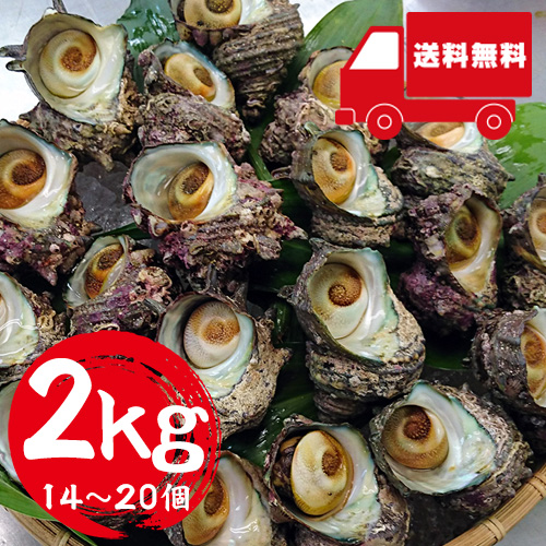 【送料無料】 香住産 天然活さざえ 2kg 14～20個