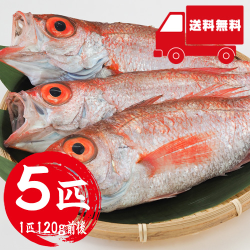 【送料無料】 香住産 のどぐろ 5匹 冷凍 ウロコ・内臓処理済 [お中元 お歳暮 母の日 父の日 敬老の日 ギフト]