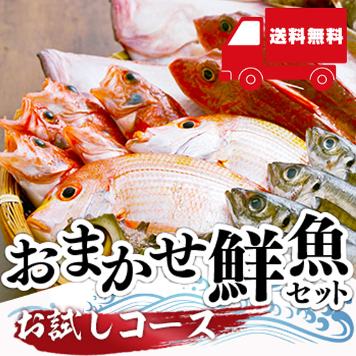 【送料無料】 おまかせ鮮魚セット お試しコース