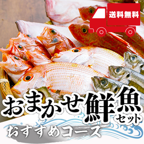 【送料無料】 おまかせ鮮魚セット おすすめコース