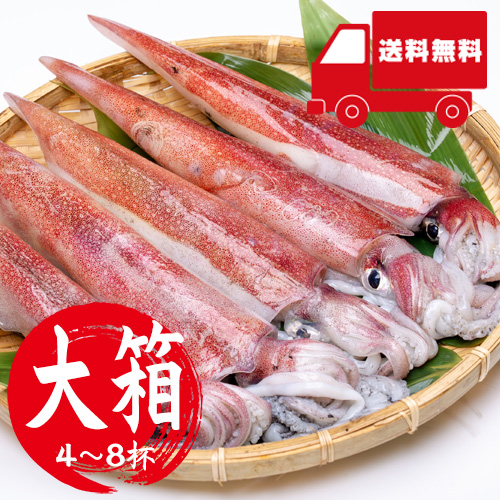 【送料無料】 香住産 白いか 大箱 4～8杯入