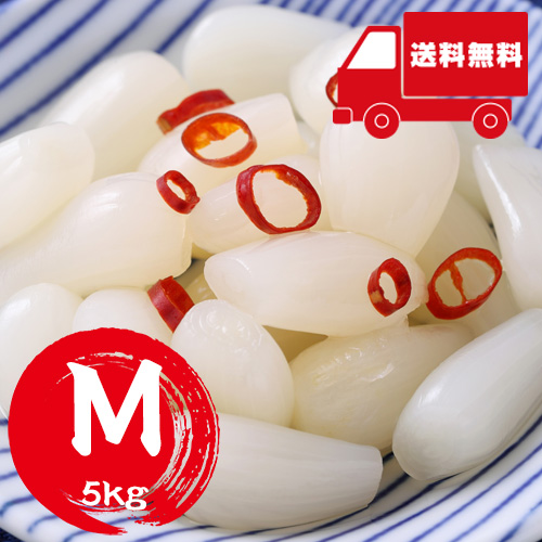 【送料無料】 鳥取産 洗いらっきょう Ｍ 5kg（5月下旬以降のお届け）