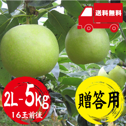 【送料無料】 鳥取産 二十世紀梨 2L 5kg 16玉前後 贈答用 8月下旬以降のお届け予定