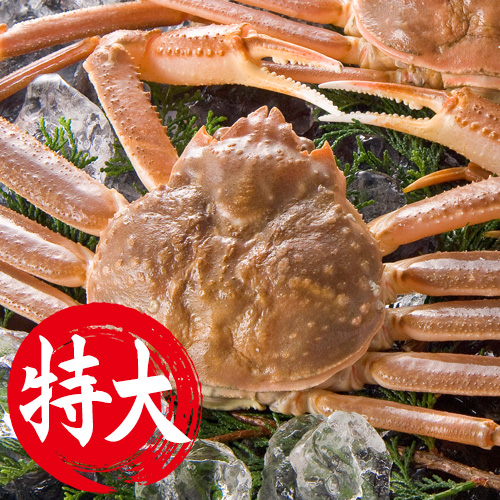 香住産 若松葉がに 特大 1匹 [活生](2月中旬以降発送予定)