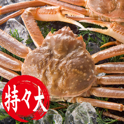 香住産 若松葉がに 特々大 1匹 [活生](2月中旬以降発送予定)