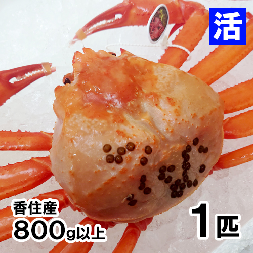 香住産 活香住がに 特々大 1匹 [お歳暮 母の日 敬老の日 ギフト]