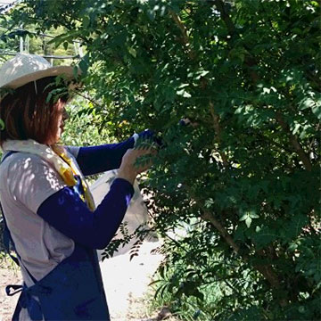 養父市特産 朝倉山椒 約500g 冷凍 あく抜き済み