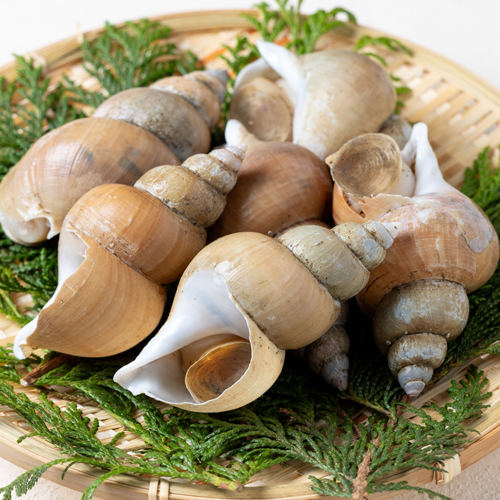 送料無料】香住産 刺身用バイ貝 約150g 5パック (白バイ/赤バイ