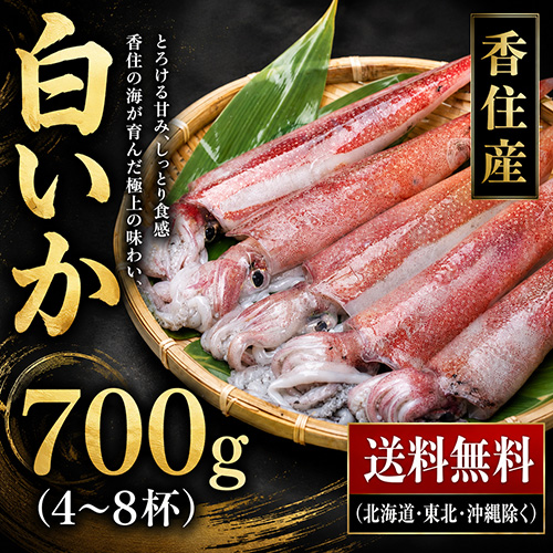 【送料無料】 香住産 白いか 大箱 4～8杯入 [お中元 お歳暮 母の日 父の日 敬老の日 ギフト]