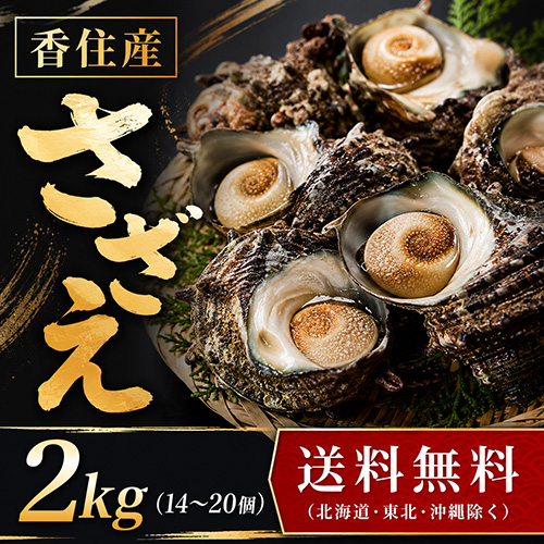 【送料無料】 香住産 天然活さざえ 2kg 14～20個 [お中元 お歳暮 母の日 父の日 敬老の日 ギフト]