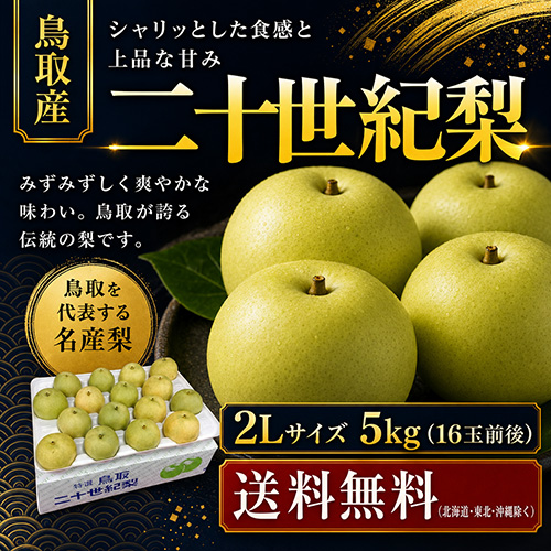 【送料無料】 鳥取産 二十世紀梨 2L 5kg 16玉前後 贈答用 8月下旬以降のお届け予定
