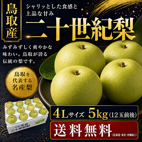 【送料無料】 鳥取産 二十世紀梨 4L 5kg 12玉前後 贈答用 8月下旬以降のお届け予定