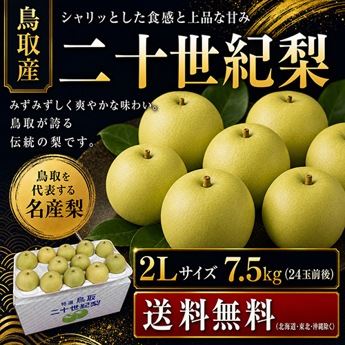 【送料無料】 鳥取産 二十世紀梨 2L 7.5kg 24玉前後 贈答用 8月下旬以降のお届け予定