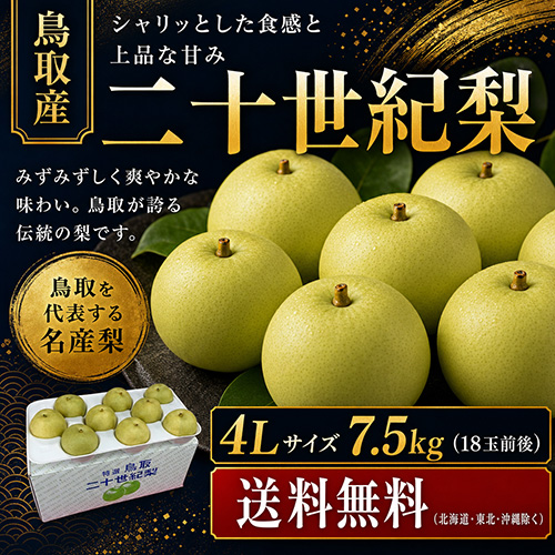 【送料無料】 鳥取産 二十世紀梨 4L 7.5kg 18玉前後 贈答用 8月下旬以降のお届け予定