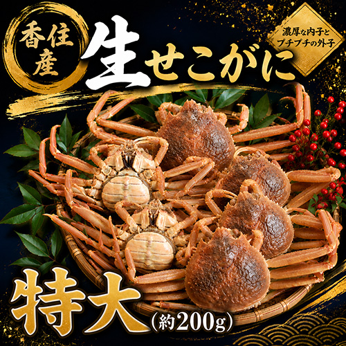 香住産 生せこがに 特大 1匹 [お歳暮 ギフト]