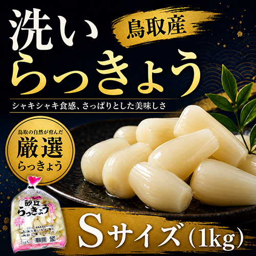 鳥取産 洗いらっきょう S 1kg（5月下旬以降のお届け）