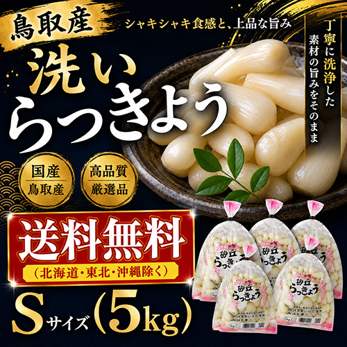 【送料無料】 鳥取産 洗いらっきょう S 5kg（5月下旬以降のお届け）