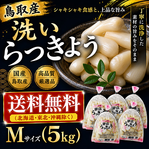【送料無料】 鳥取産 洗いらっきょう Ｍ 5kg（5月下旬以降のお届け）