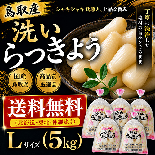 【送料無料】 鳥取産 洗いらっきょう Ｌ 5kg（5月下旬以降のお届け）
