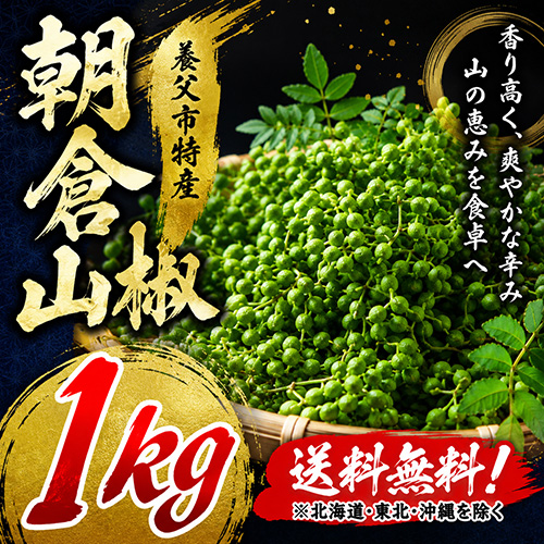 【送料無料】 養父市特産 朝倉山椒 約1kg 【5月中旬以降のお届け予定】