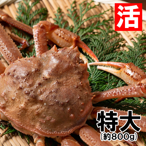 香住産 活松葉がに 特大 1匹 約800g