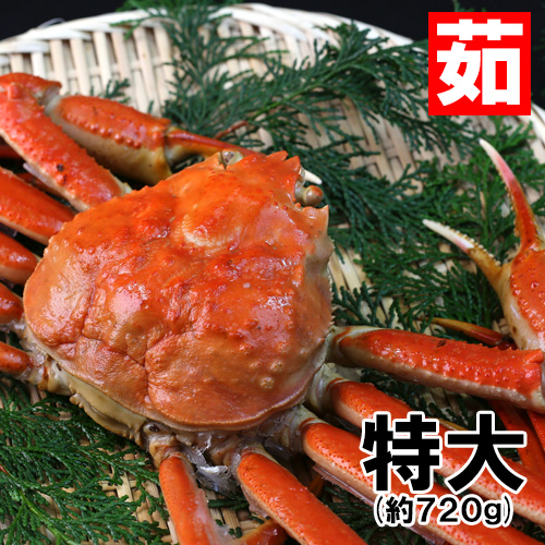 香住産 茹で松葉がに 特大 1匹 約720g