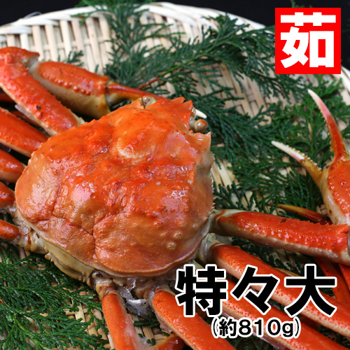 香住産 茹で松葉がに 特々大 1匹 約810g [お歳暮 ギフト]