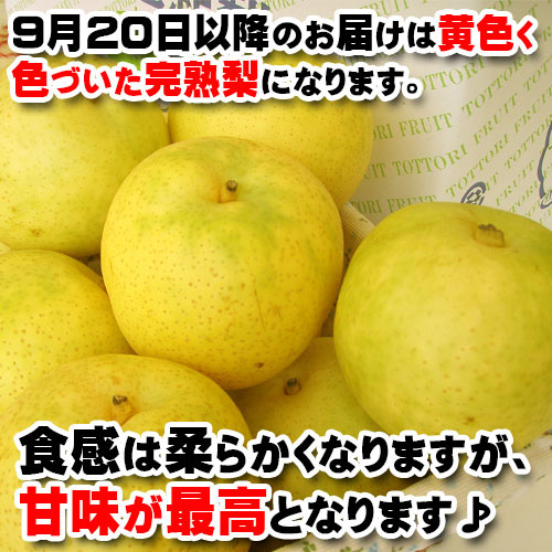 送料無料】 鳥取産 二十世紀梨 4L 7.5kg 18玉前後 贈答用