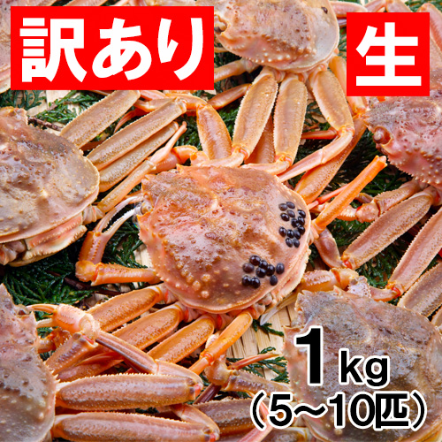 【送料無料】 香住産 生せこがに 5～10匹 約1kg 訳あり