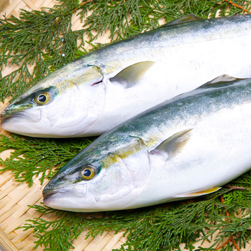 送料無料】 おまかせ鮮魚セット お試しコース