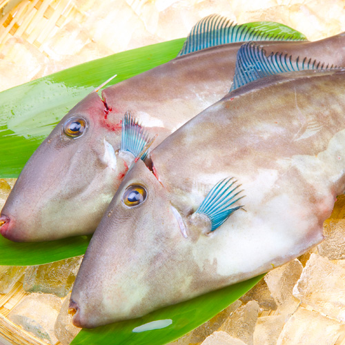 送料無料】 おまかせ鮮魚セット お試しコース