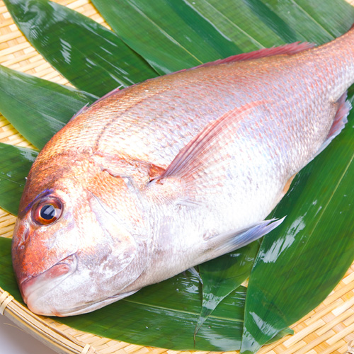 みーこ 鮮魚セット おまかせ鮮魚セット お試しコース 3〜4種類 送料無料 海鮮ギフト