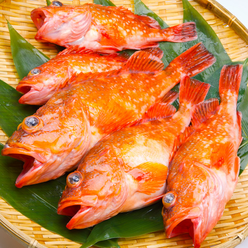 送料無料】 おまかせ鮮魚セット お試しコース