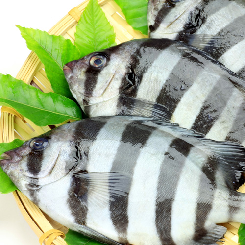 魚　鮮魚　トレー　店舗用品　緑色 3個セット 魚 鮮魚 トレー 店舗用品 緑色 3個セット