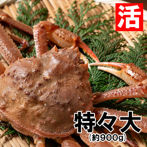 香住産 活松葉がに 特々大 1匹 約900g [お歳暮 ギフト]