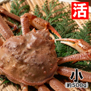江戸期　源内焼　カニ香合　幅約7㎝　東Y7-0507⭐︎2F 江戸期 源内焼 カニ香合 幅約7㎝ 東Y7-0507⭐︎2F 工芸品