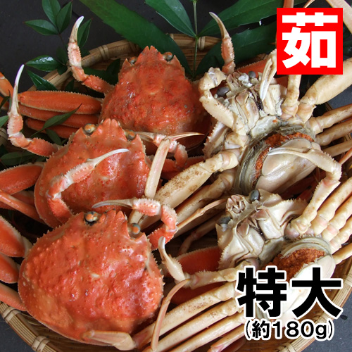 香住産 茹でせこがに 特大 1匹 [お歳暮 ギフト]